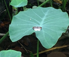Odontoptilum pygela