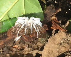 Odontoptilum pygela
