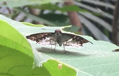 Odontoptilum pygela