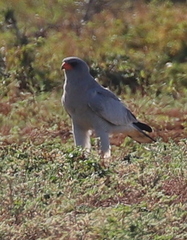 Melierax canorus canorus