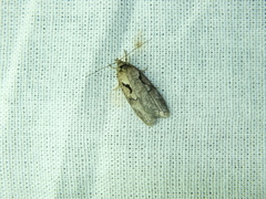 Semioscopis steinkellneriana