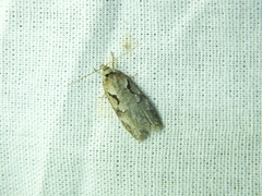 Semioscopis steinkellneriana