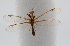 Dicromantispa interrupta