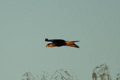 Caracara plancus cheriway