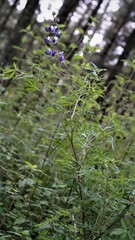 Lupinus montanus