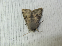 Orthosia incerta
