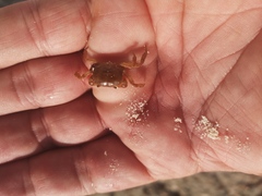 Cyclograpsus integer