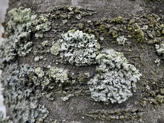 Punctelia jeckeri