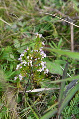 Euphrasia maximowiczii