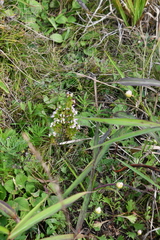 Euphrasia maximowiczii