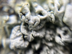 Punctelia jeckeri