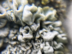 Punctelia jeckeri