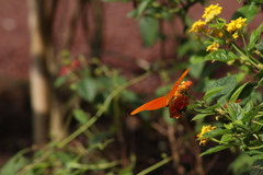Dryas iulia moderata