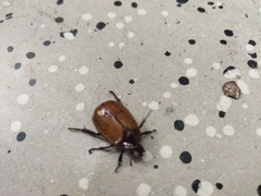 Scarabaeidae