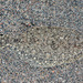 Spot-tail Wide-eye Flounder - Photo (c) Francois Libert, some rights reserved (CC BY-NC), uploaded by Francois Libert