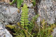 Woodsia subcordata