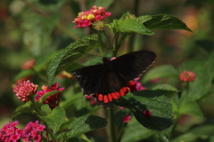 Parides erithalion polyzelus