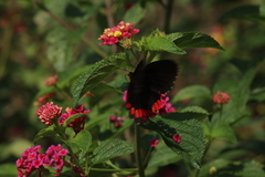 Parides erithalion polyzelus