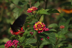 Parides erithalion polyzelus