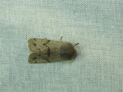 Orthosia incerta