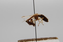 Dicromantispa interrupta