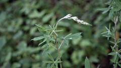 Lupinus montanus