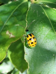 Diabrotica limitata