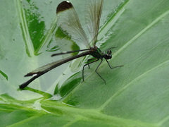 Psolodesmus mandarinus dorothea