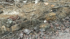 Microlophus albemarlensis