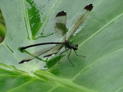 Psolodesmus mandarinus dorothea