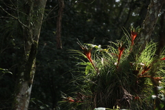 Tillandsia punctulata