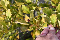 Crataegus maximowiczii