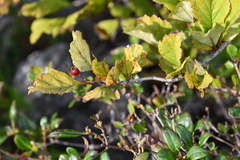 Crataegus maximowiczii