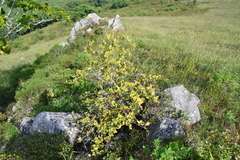 Crataegus maximowiczii