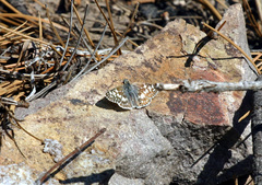 Burnsius communis