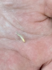 Chrysopa nigricornis