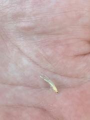 Chrysopa nigricornis