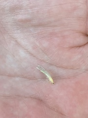 Chrysopa nigricornis