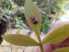 Harmonia axyridis