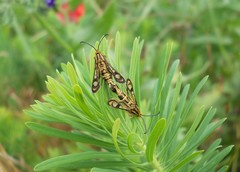 Chamaesphecia empiformis