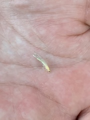 Chrysopa nigricornis