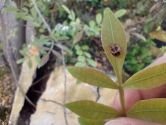 Harmonia axyridis