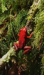 Andinobates cassidyhornae