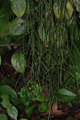 Rhipsalis baccifera