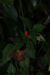 Malvaviscus arboreus