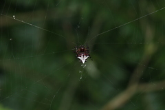Verrucosa