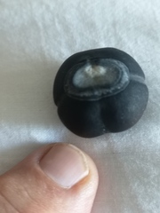 Merremia discoidesperma