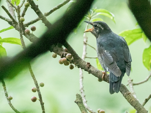 Siberian Thrush (Geokichla sibirica), photo 10