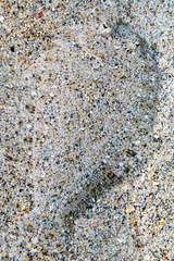 Largescale Dwarf Flounder photo 4