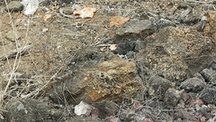 Microlophus albemarlensis